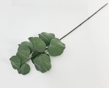 картинка Эвкалипт с крупным листом от магазина KALINA