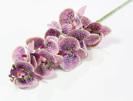 Ветка орхидеи 8