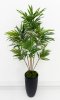 Драцена Кредо 6 крон 163 см БЕЗ КАШПО!!!