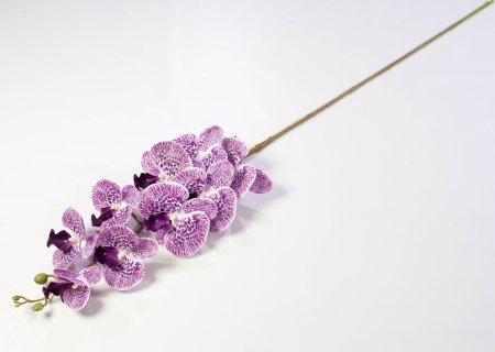 Ветка орхидеи 28