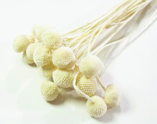 Краспедия 3