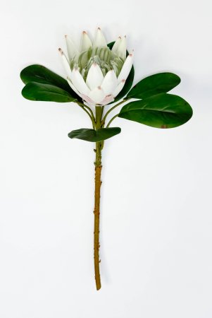 Протея артишоковая "Арктический холод"