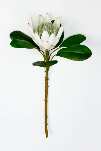 Протея артишоковая "Арктический холод"