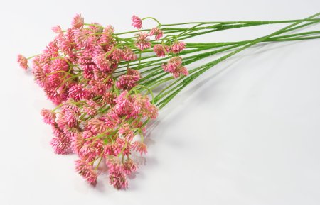 Ветка "Джуэл"