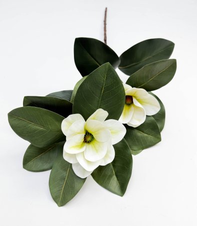 Ветка магнолии с белым цветком