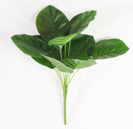 картинка Калатея зеленая от магазина KALINA