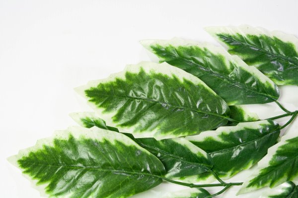 картинка Лист манго с белой каймой 5 ответвлений от магазина KALINA