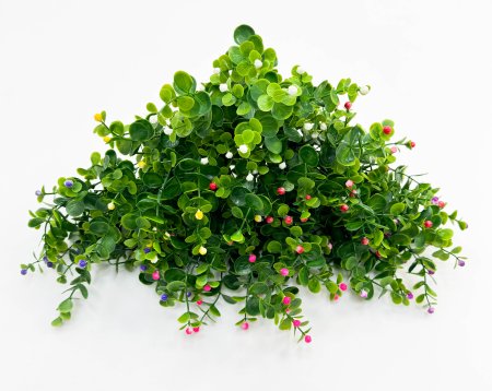 Эвкалипт Жемчужинка 7 веток