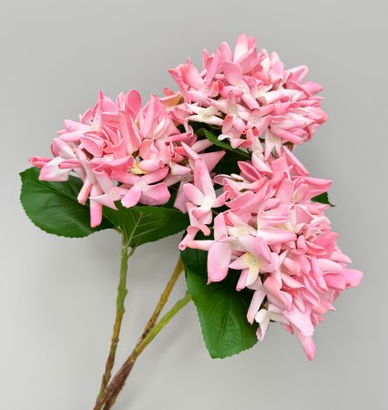 Гортензия "Кружевной шёлк" розовая