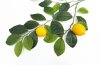 Ветка с лимонами