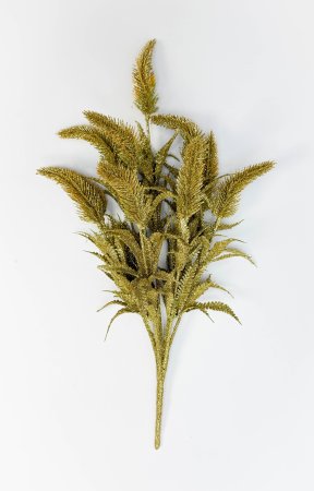 Хвощ золото