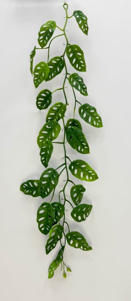 картинка Монстера Адансона лиана от магазина KALINA