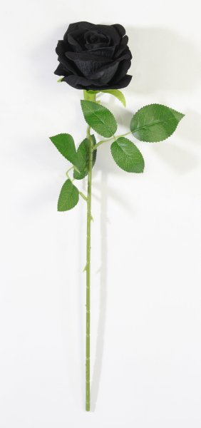 Роза "Полночь"