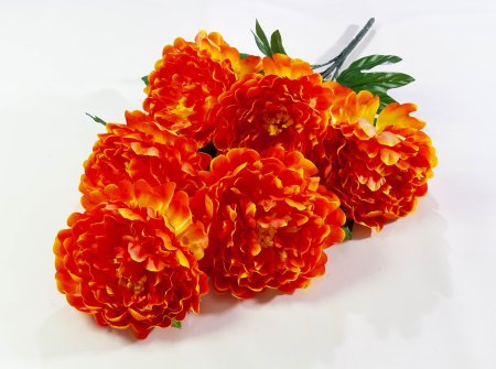 Пион Звездопад 6 цветков