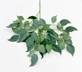 картинка Ветка фикуса "Шёпот лепестков" светло-зеленый от магазина KALINA