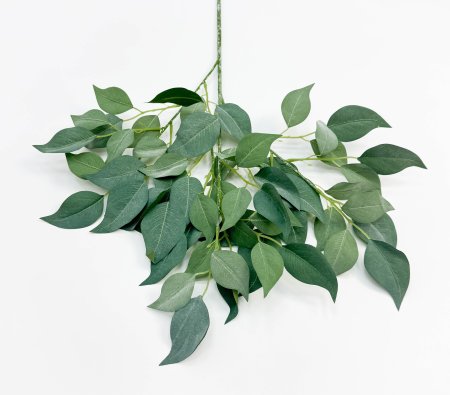 картинка Ветка фикуса "Шёпот лепестков" светло-зеленый от магазина KALINA