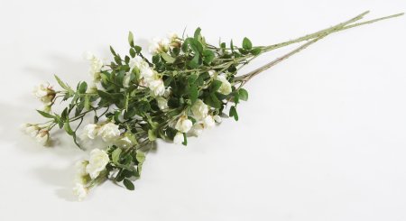 Кустовая роза белая