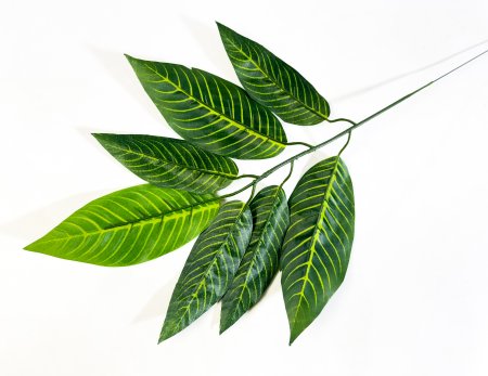 картинка Лист диффенбахии с желтой жилкой от магазина KALINA