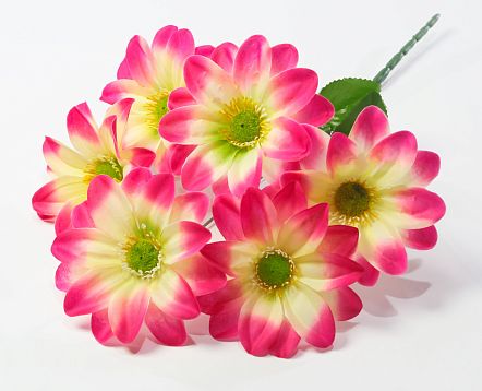 Георгин "Эдинбург" 6 цветков от магазина KALINA являющийся официальным дистрибьютором в России 