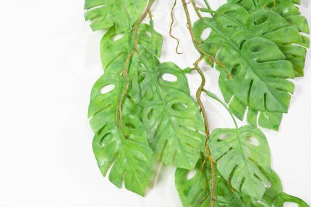 картинка Монстера ампельная с крупным листом 2 от магазина KALINA