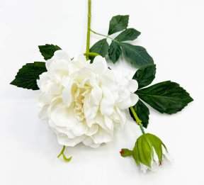 Пион "Герцогиня" белый