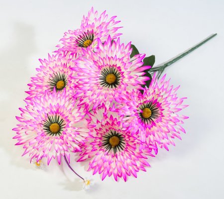 Астра Фокус малая 6 цветков