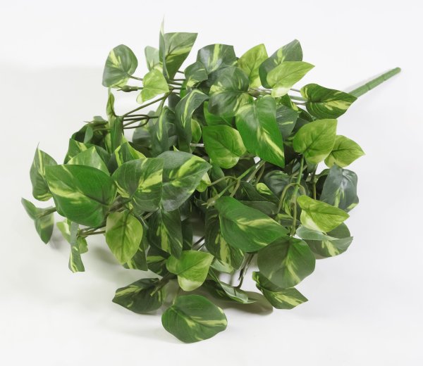 картинка Эпипремнум 14 веток от магазина KALINA