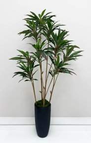 Кордилина 190 см БЕЗ КАШПО