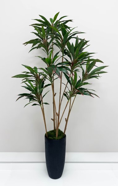 Кордилина 190 см БЕЗ КАШПО