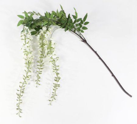 Глициния белая