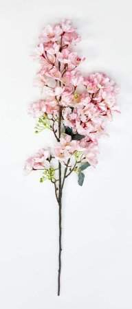 Сакура мелкопильчатая светло-розовая