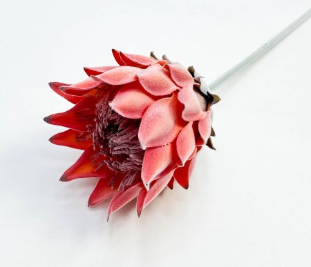 Протея "Мадиба малая" оранжевая