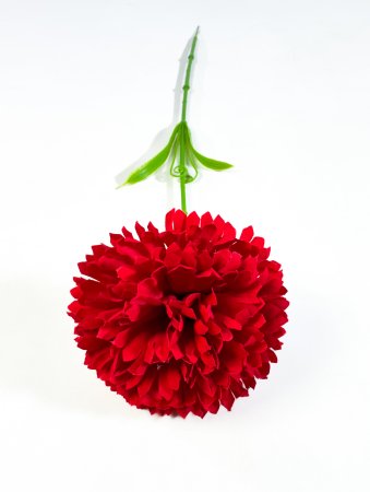 Гвоздика бархат крупная