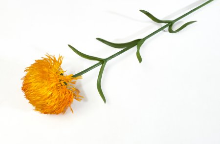 Гвоздика оранжевая