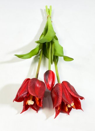 Тюльпан "Саппоро" (2+1) красный