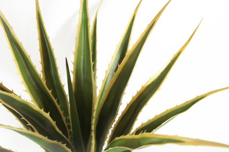 Агава Американская 18 листов