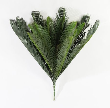 картинка Цикас средний БЕЗ КАШПО 20 листов от магазина KALINA