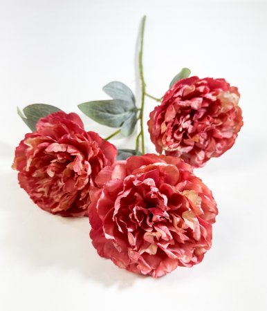 Ветка пиона Эмма Клем