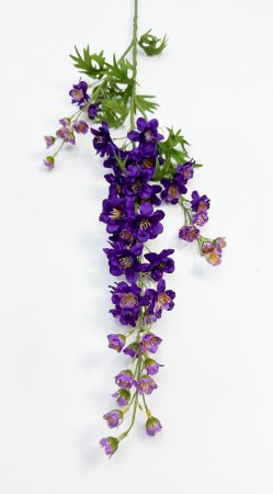 Дельфиниум темно-фиолетовый