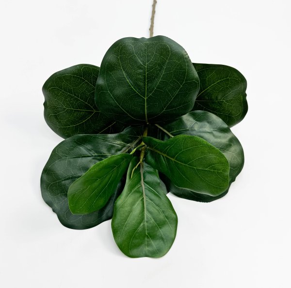 картинка Лирата темно-зеленая 9 листов от магазина KALINA