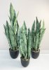 Сансевиерия трёхполосная Сильвер Мист 90 см