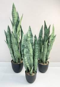 Сансевиерия трёхполосная Сильвер Мист 90 см