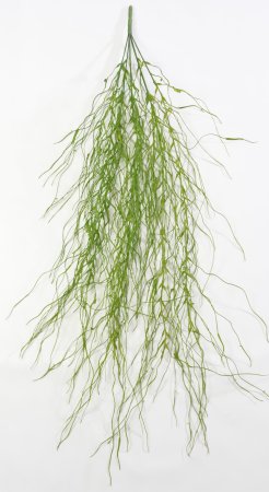 картинка Тилландсия "Лето" от магазина KALINA