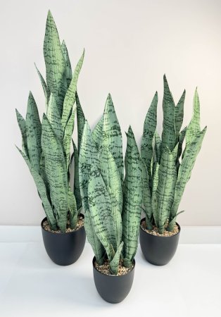 Сансевиерия трёхполосная Сильвер Мист 90 см