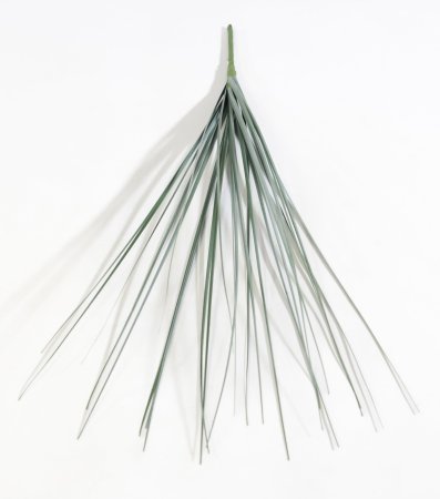 картинка Мискантус Грацилимус "Лето" от магазина KALINA