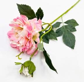 Пион "Герцогиня" розовый