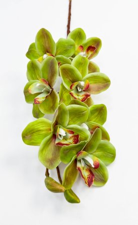 Орхидея Дендробиум Ванда зеленая