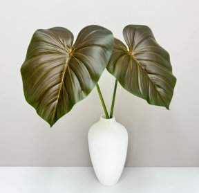 Филодендрон крупный "Поздняя осень"