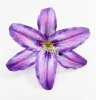 Насадка лилии латекс фиолет