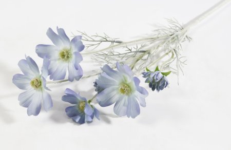 Ветка космеи голубая